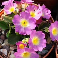 Primula carniolica